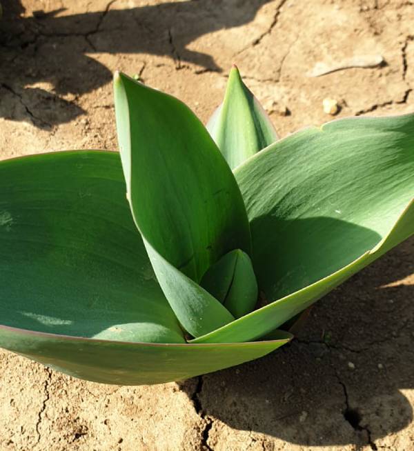 Tulipani Colli Euganei